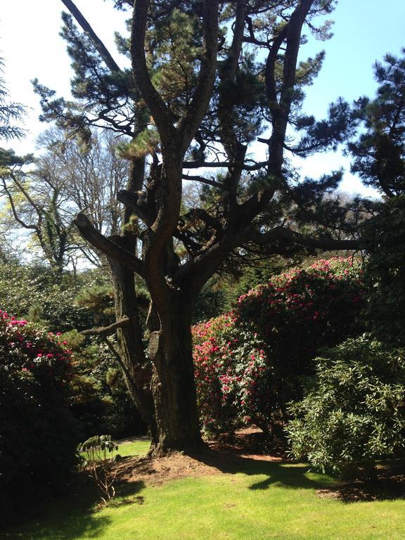 Quethiock特莱科尔姆巴顿住宿加早餐旅馆住宿加早餐旅馆 外观 照片